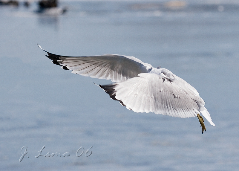 Headless Ring-Billed Gull