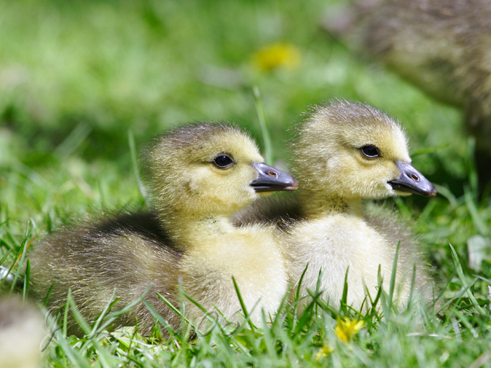 Gosling Pair