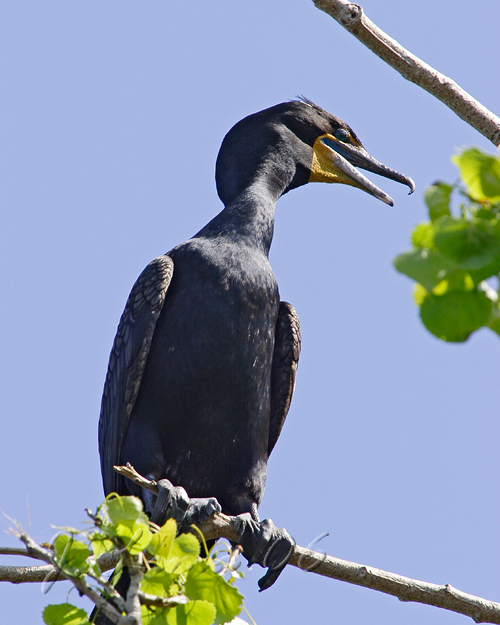 Cormorant