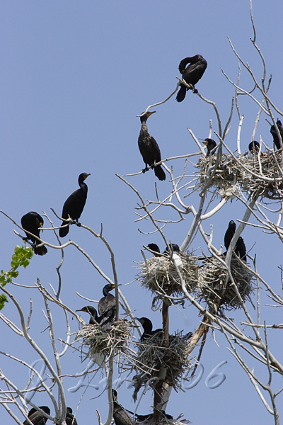 Cormorant Nesting