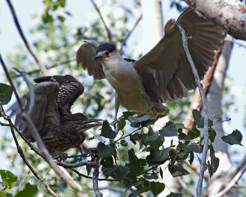 Black-Crowned Night Heron Baby Feeding