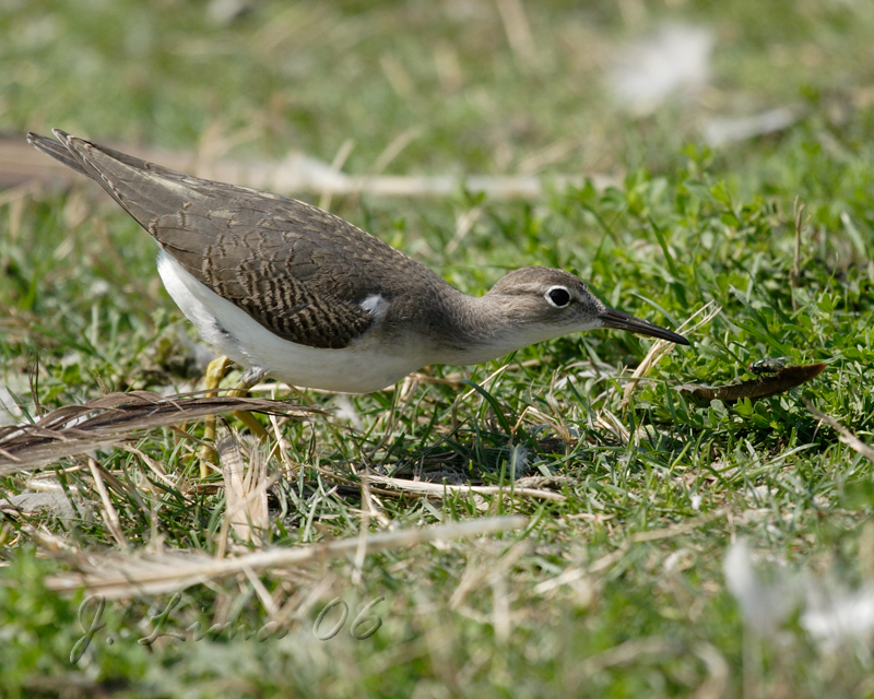Sandpiper Taking Aim
