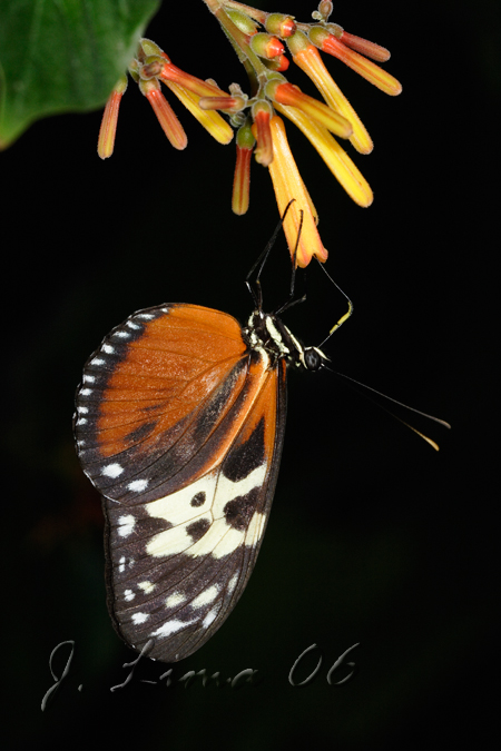 _MG_3326.jpg