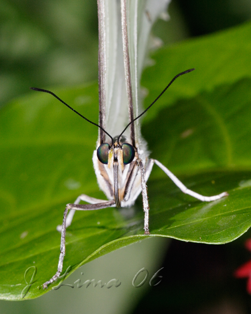 _MG_3363.jpg