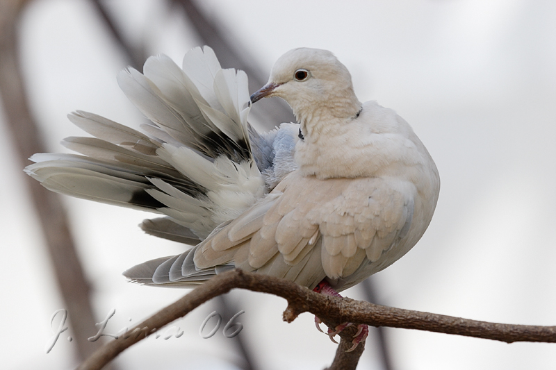 Dove