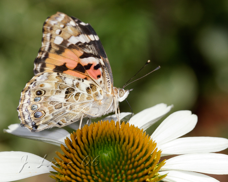 _MG_3950.jpg