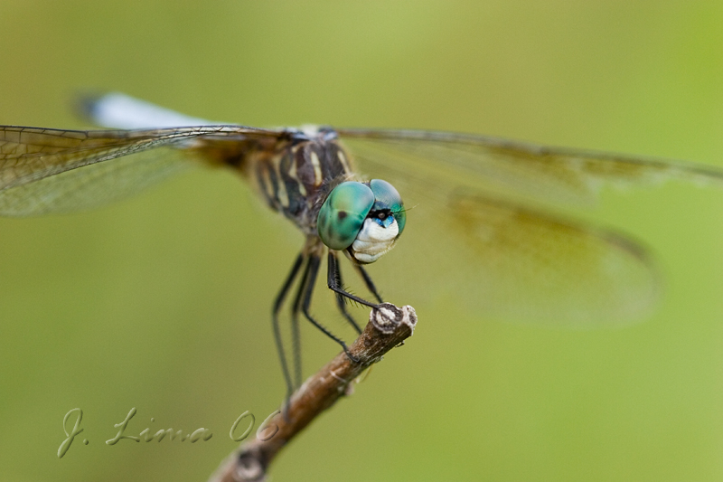 _MG_2922.jpg