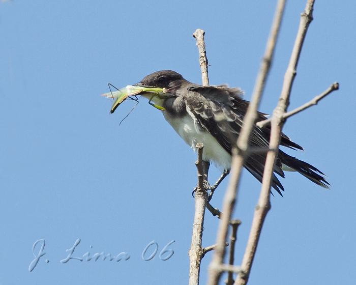 Eastern Kingbird.jpg