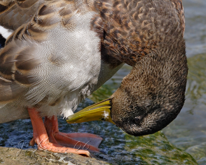 Female Mallard Preening
