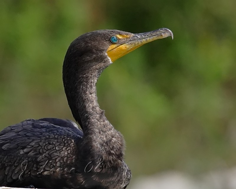 Cormorant Portrait