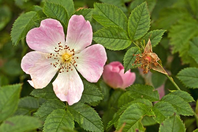 Rose is a rose is a rose is a rose  - Gertrude Stein 