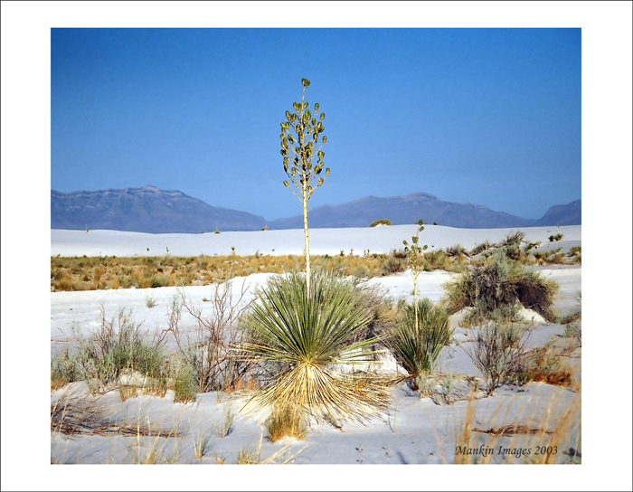 July yucca, White Sands, NM