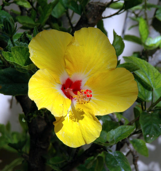 Yellow hibiscus