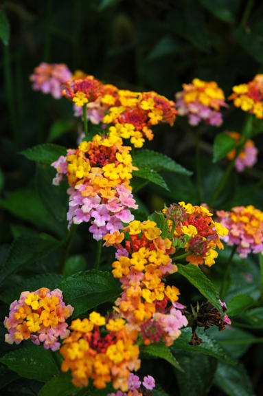 Lantana