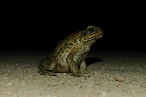 Toad