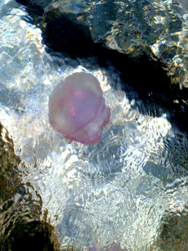 Jellyfish