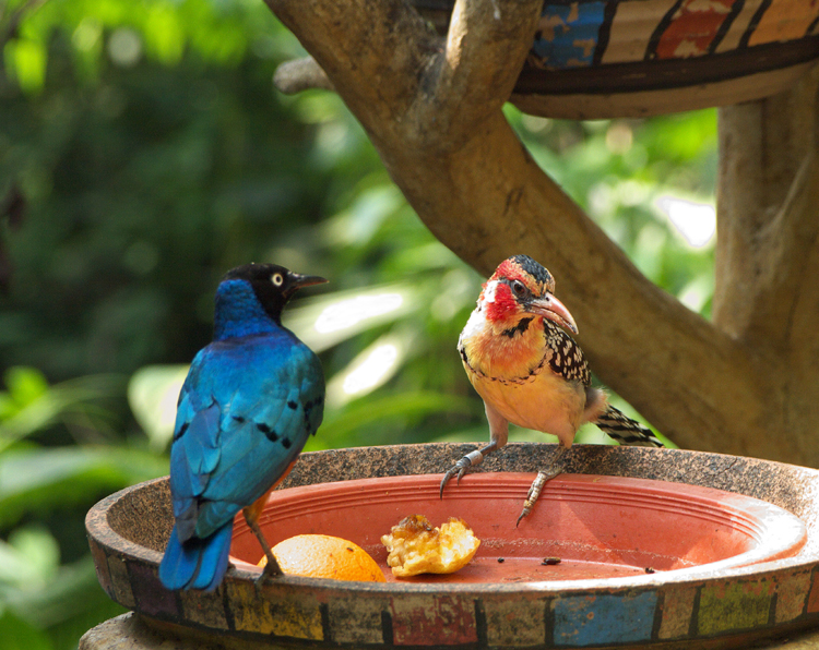 Superb starling  Red and Yellow Barbet02.jpg