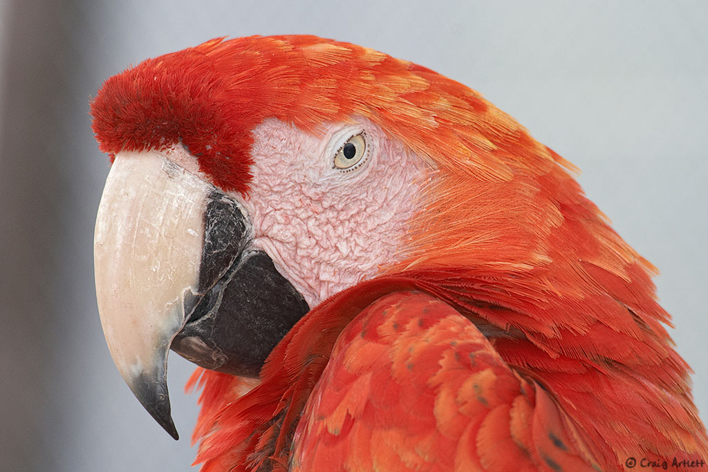 Macaw