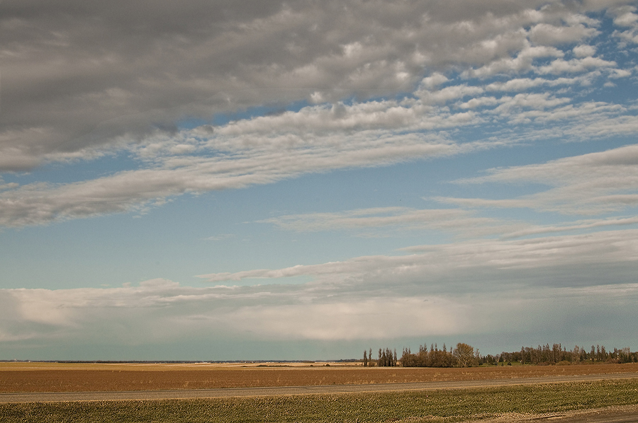 Field of Flax