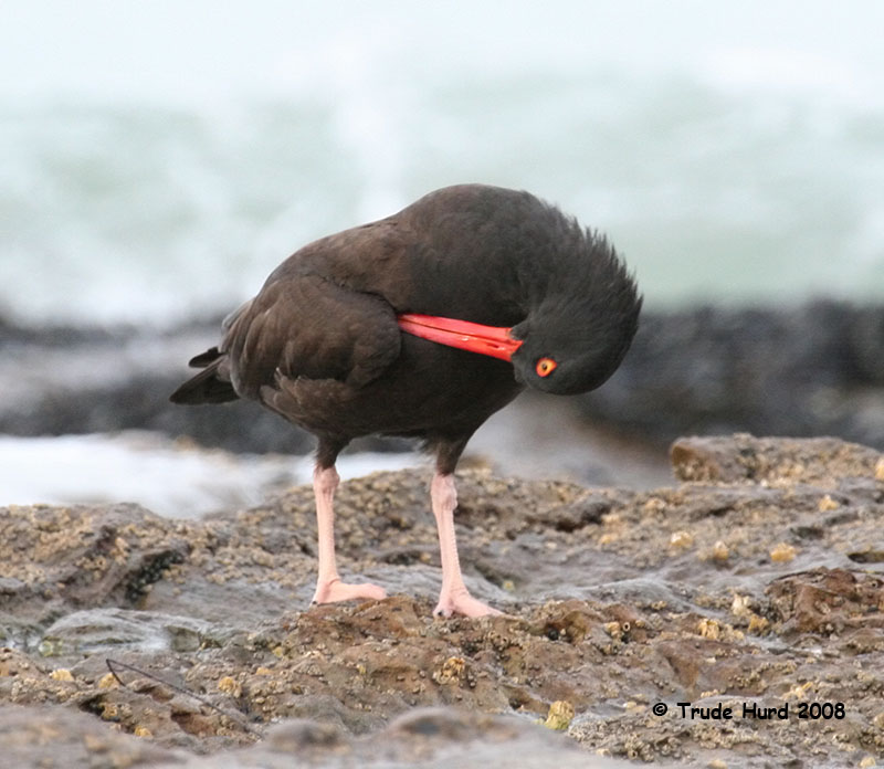 The Black Oystercatchers preened,