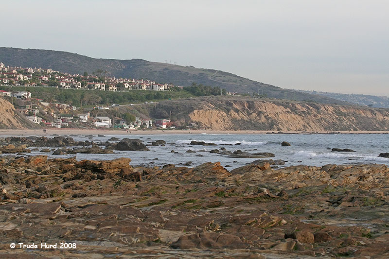 Look for Black Oystercatchers in fall and winter from Corona del Mar to Laguna Beach.