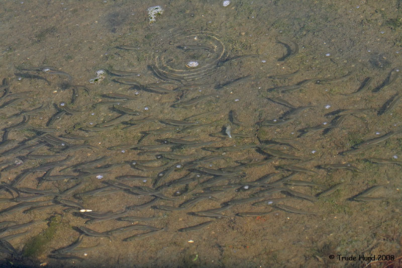 Fish like these topsmelt are an important source of food to many species of birds