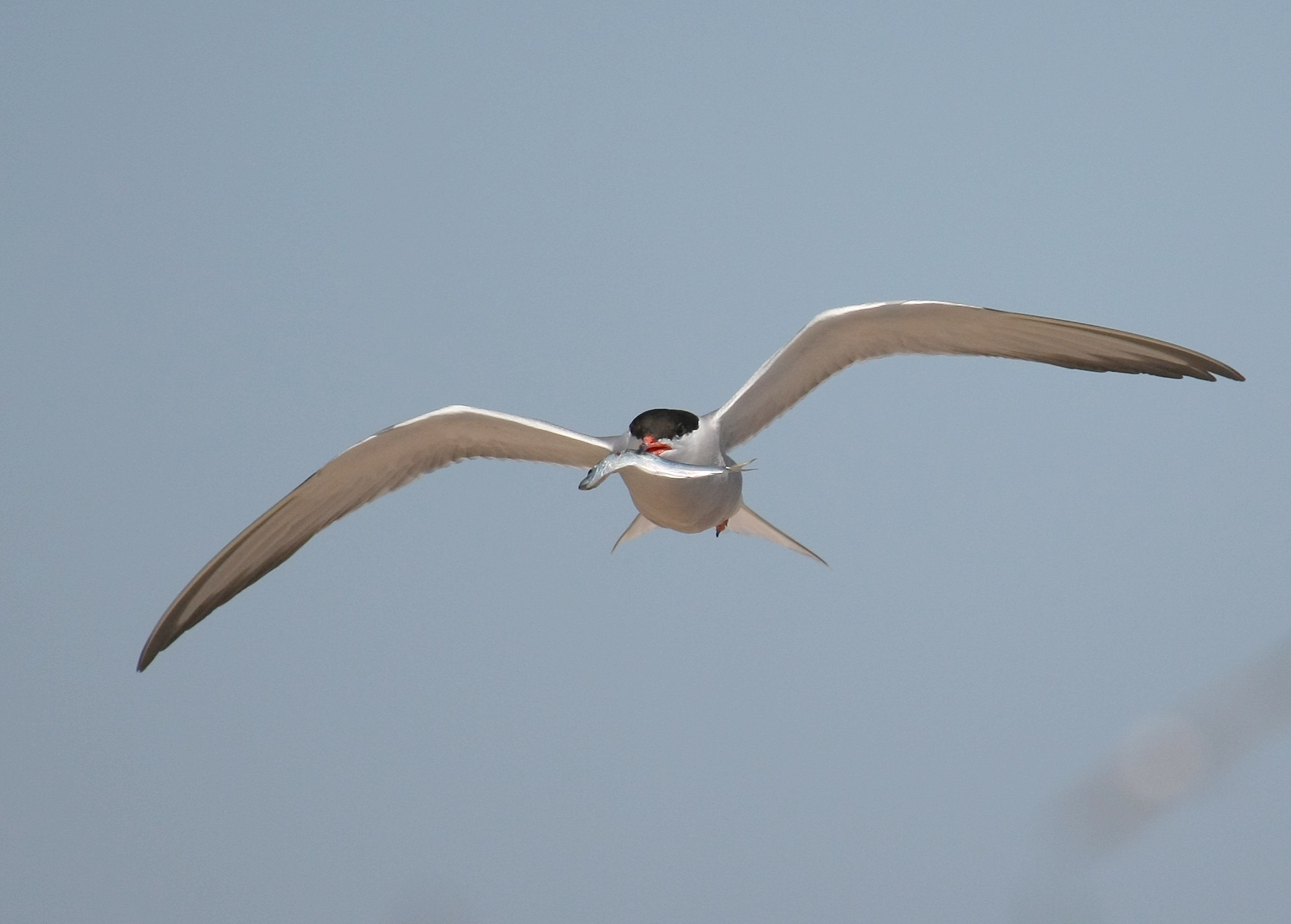 Common Tern