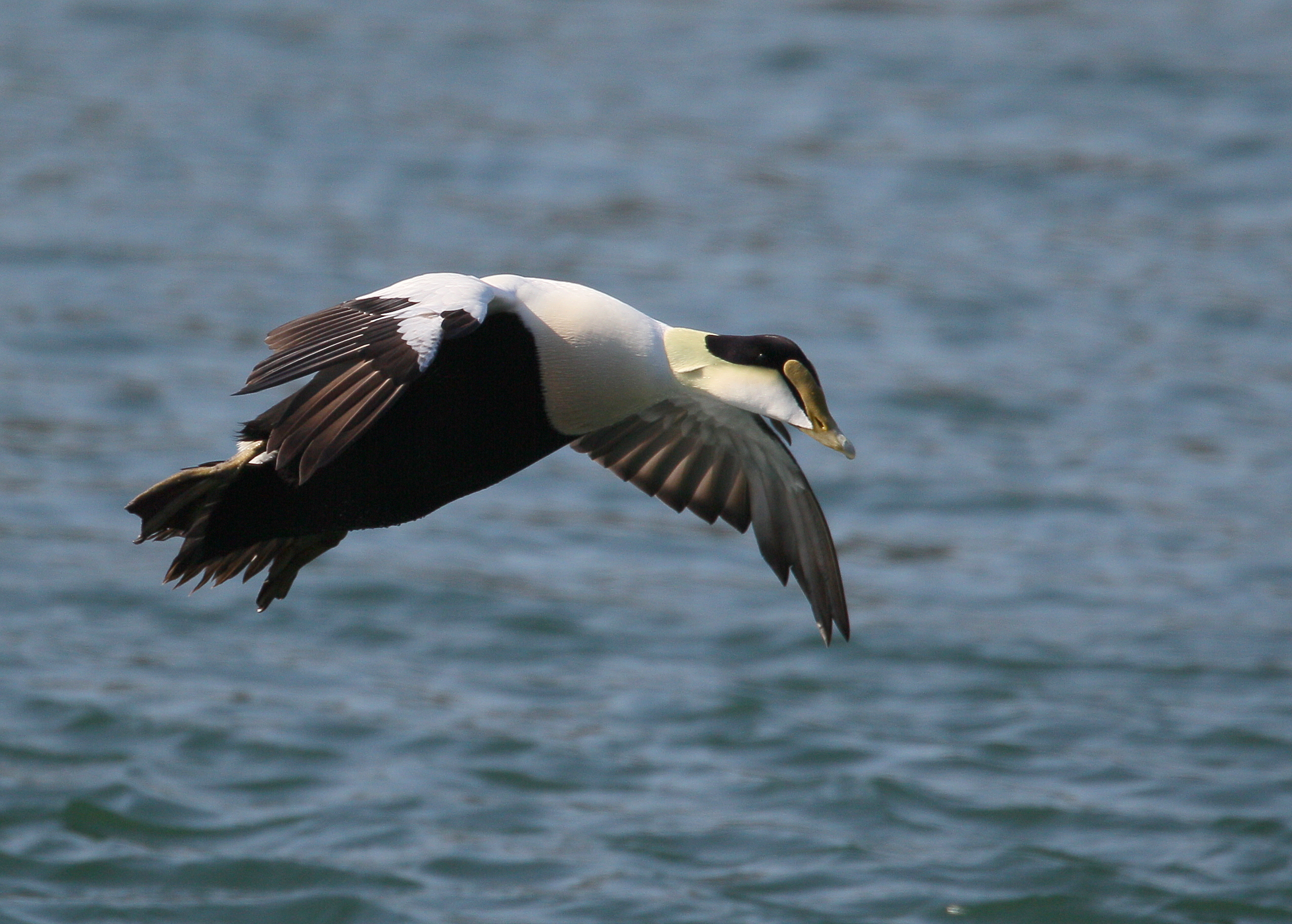 Common Eider landing