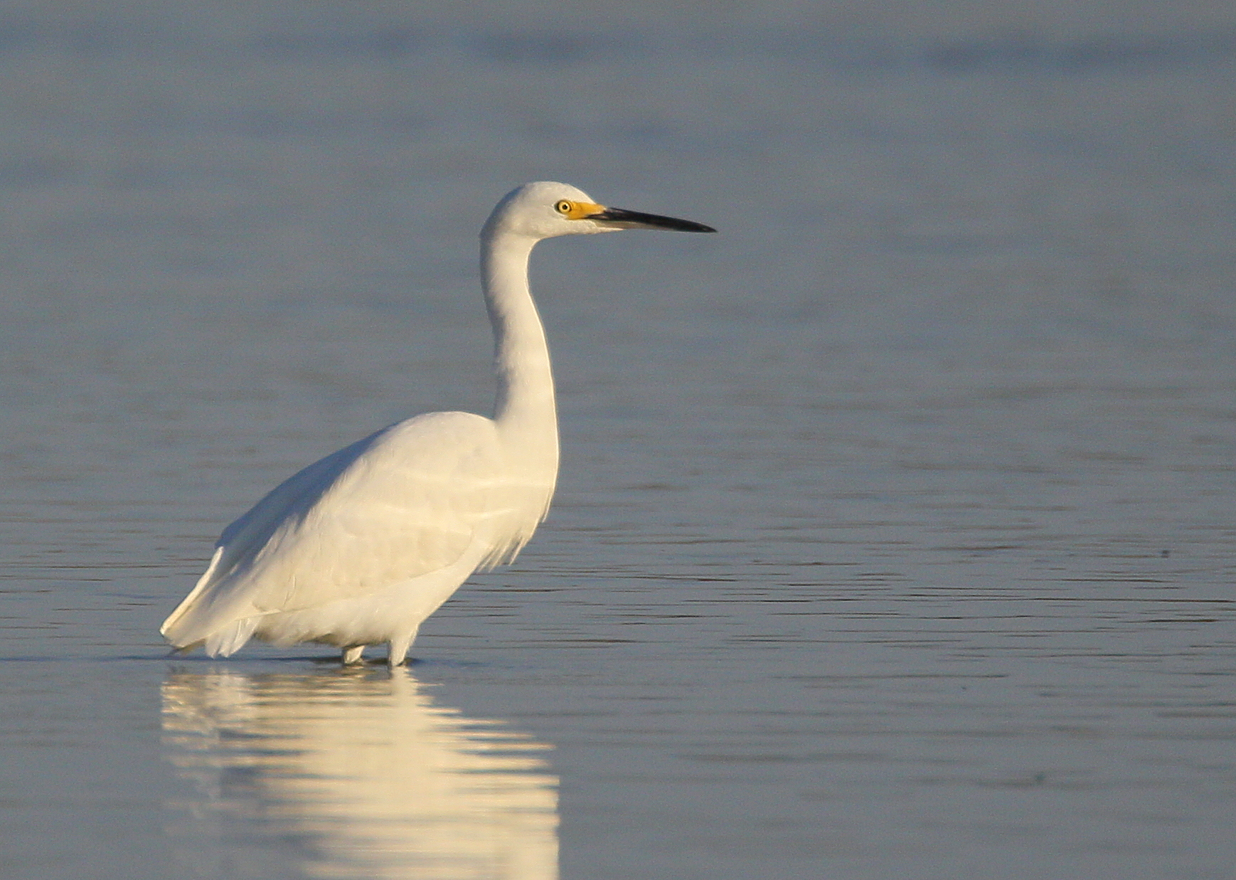 Snowy Egret