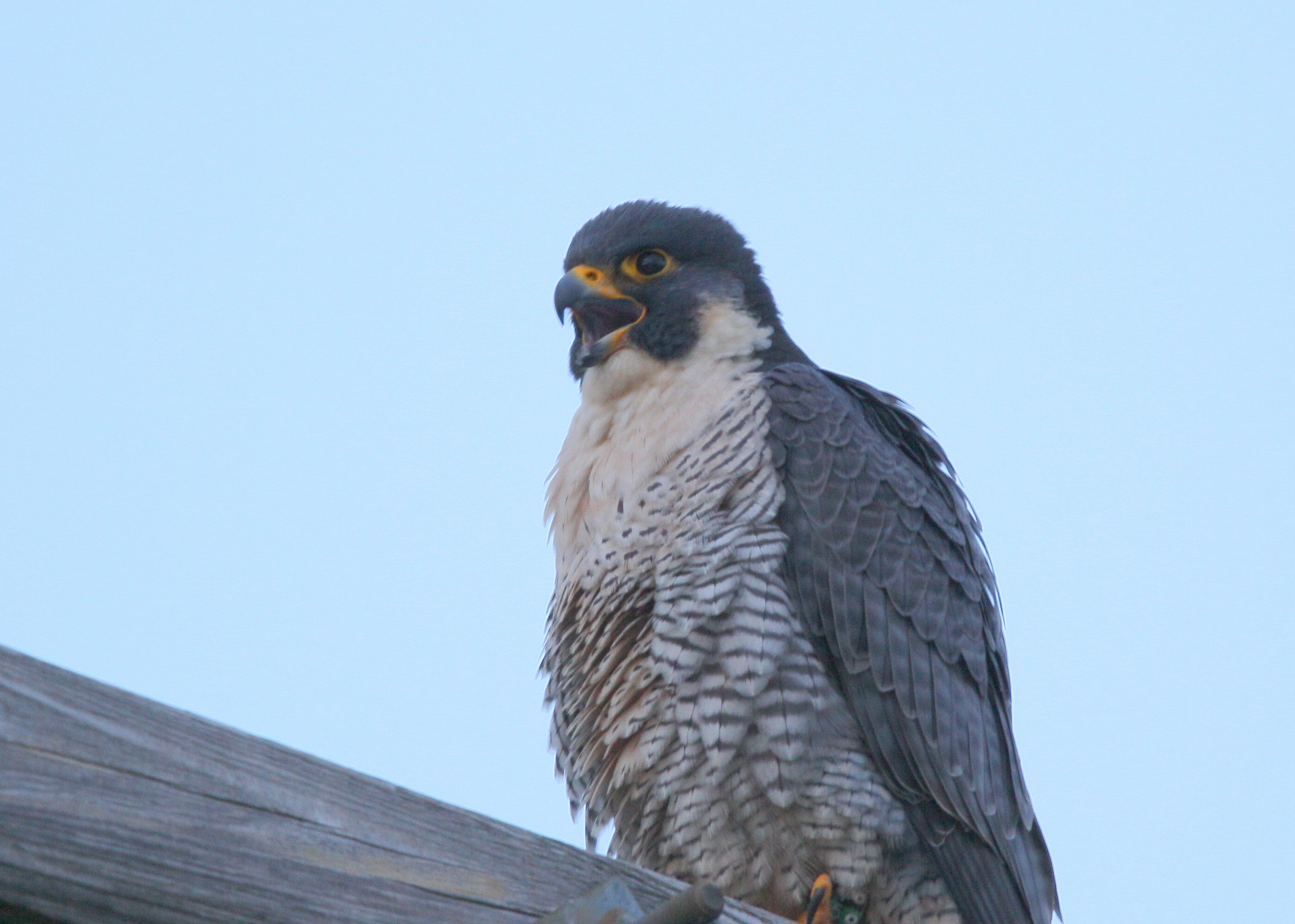 Peregine adult female at dusk; #5 green left leg band