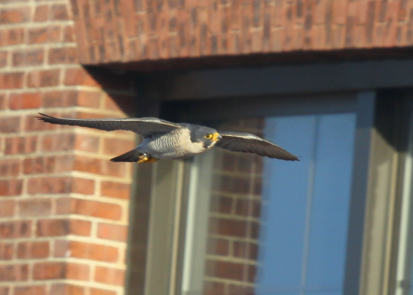 Peregrine Falcon, adult female