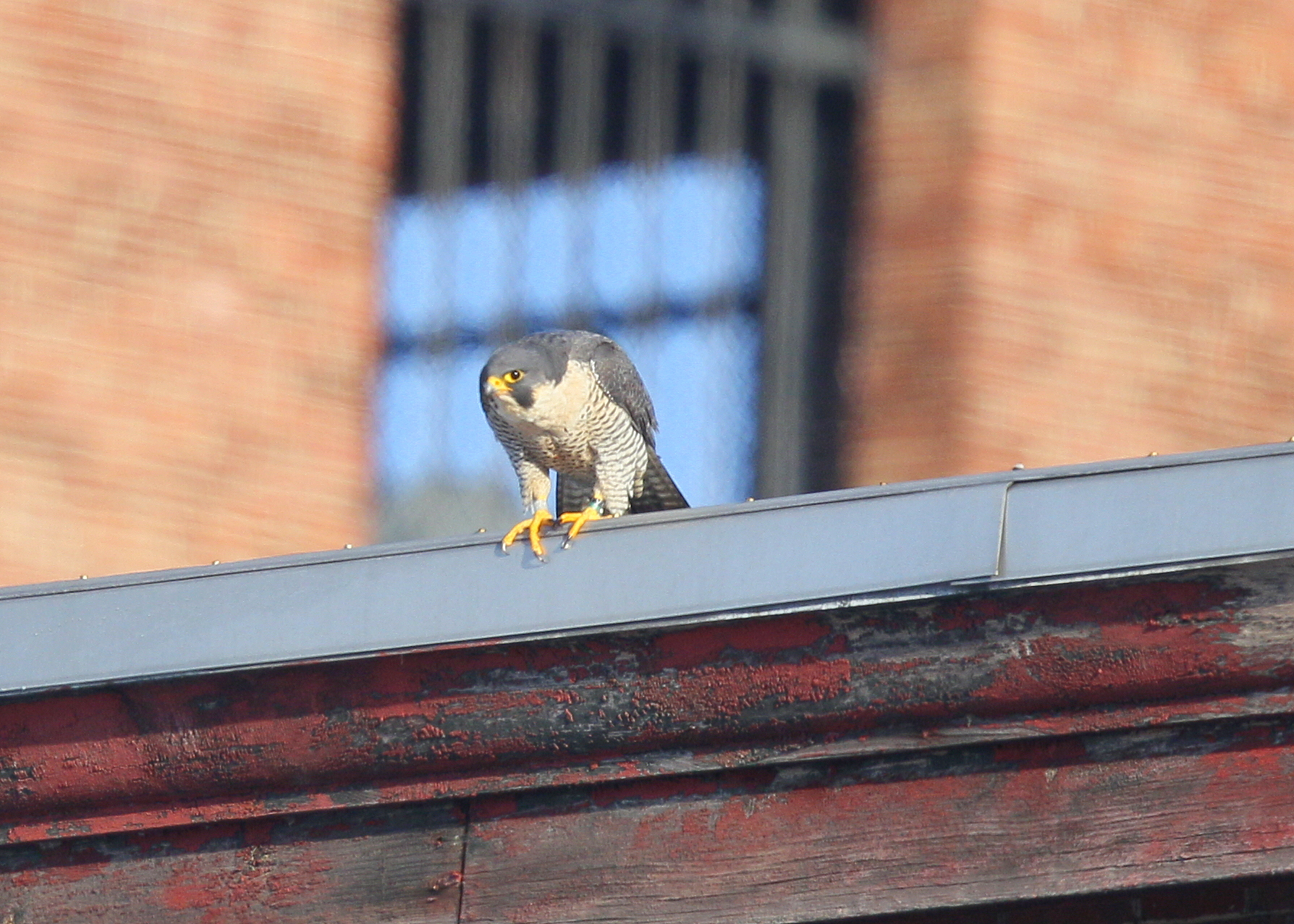 Peregrine Falcon, adult female; V/5 leg band
