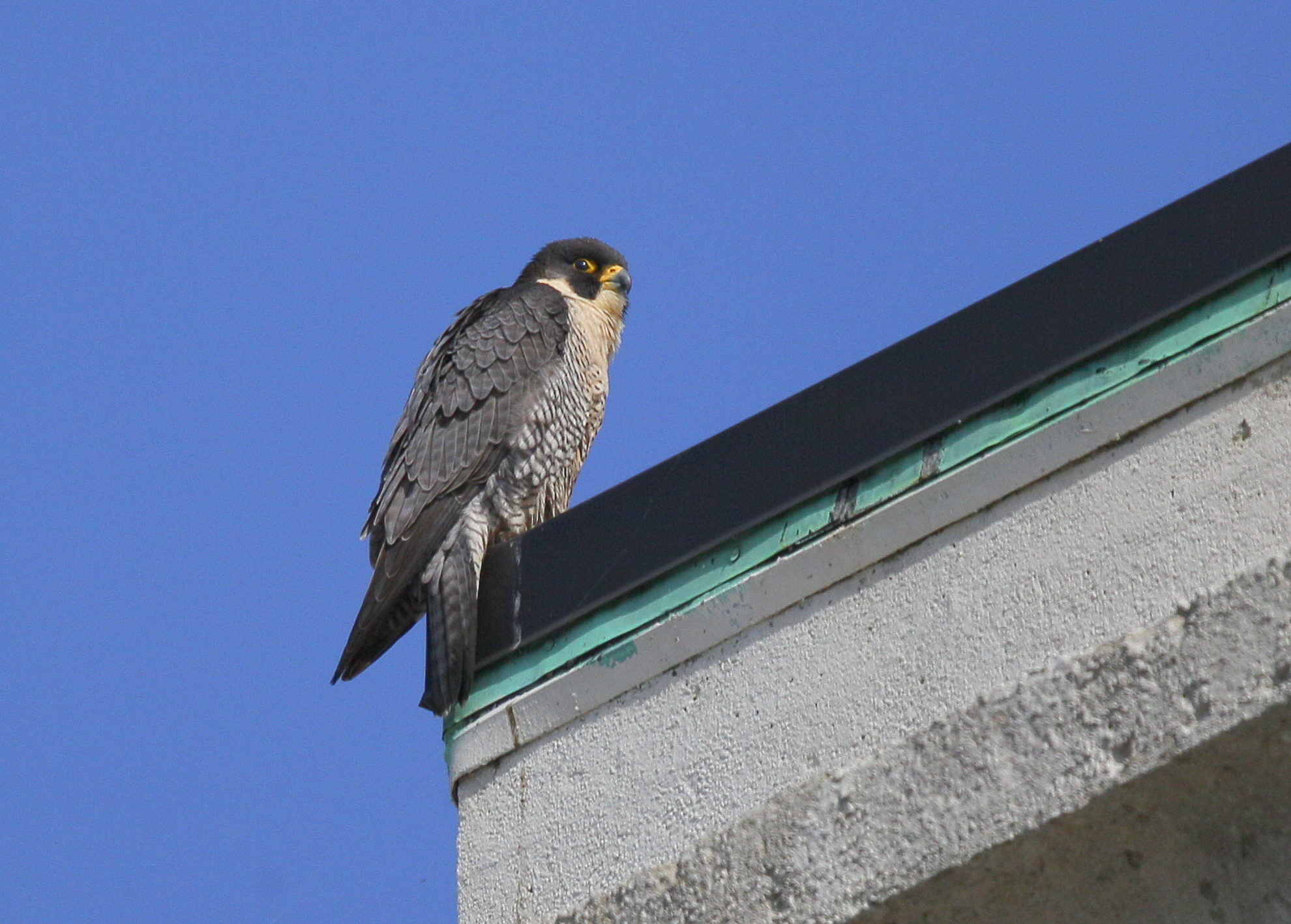 Peregrine Falcon, adult male