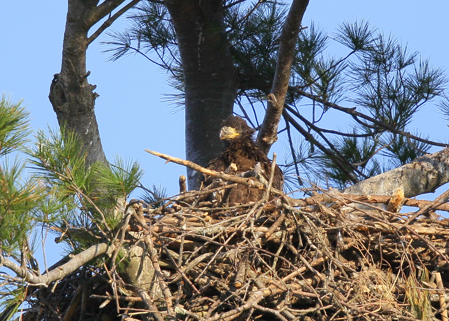 Bald Eagle chick in nest alone