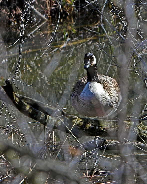 Goose web.jpg