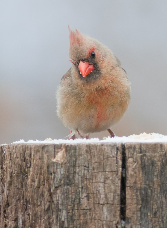 _MG_2811 Female Cardinal with 1.4x Tamron