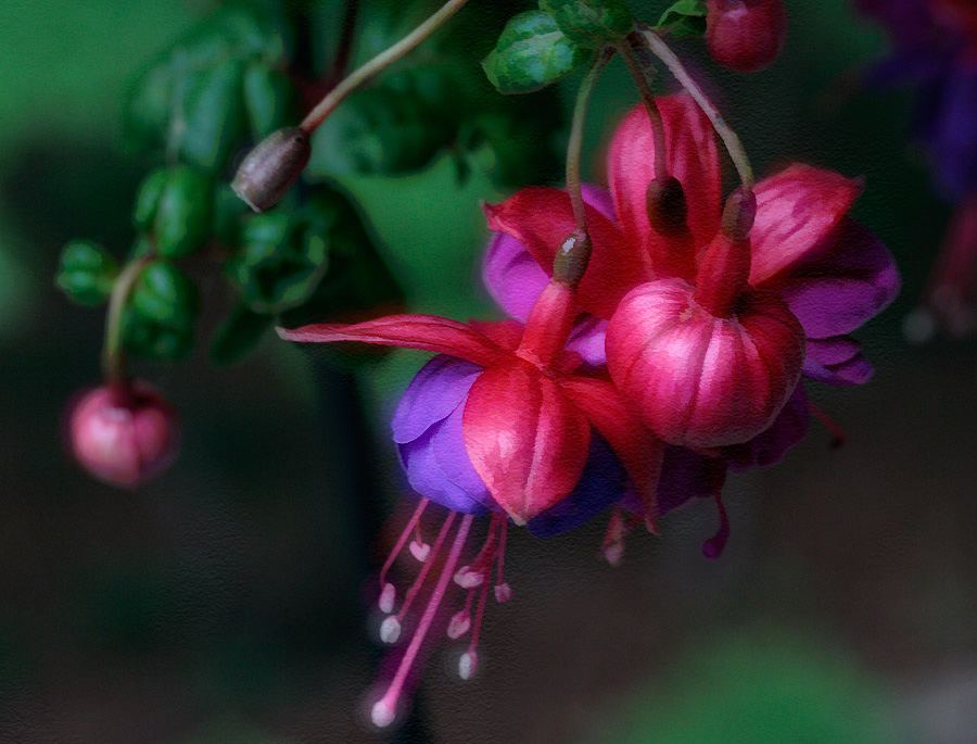 _MG_0011 Fuchsia