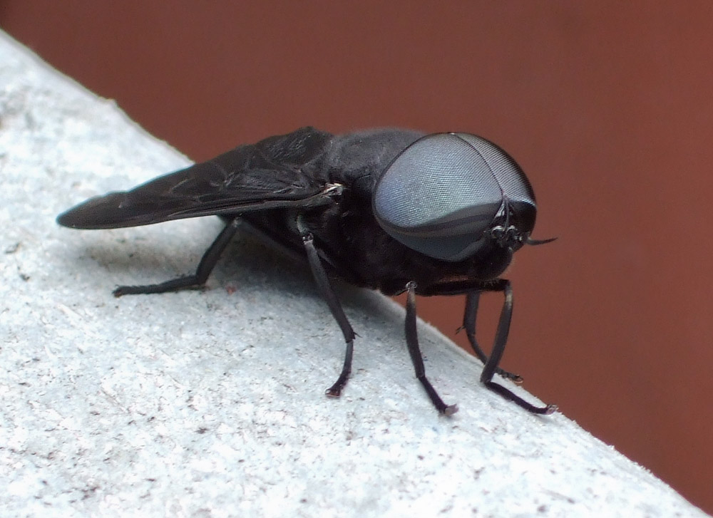 DSCF6889 Horsefly