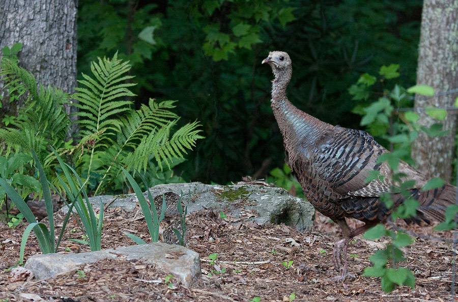 _MG_1694 Wary Turkey