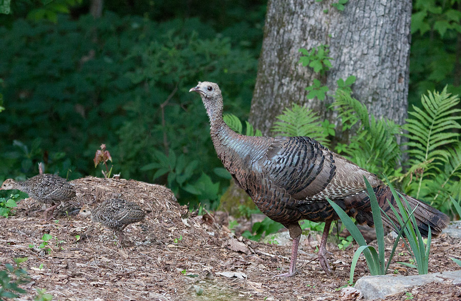 _MG_1696 Turkey and Two Babies