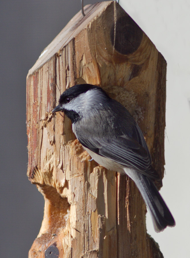 _MG_3696 Chickadee