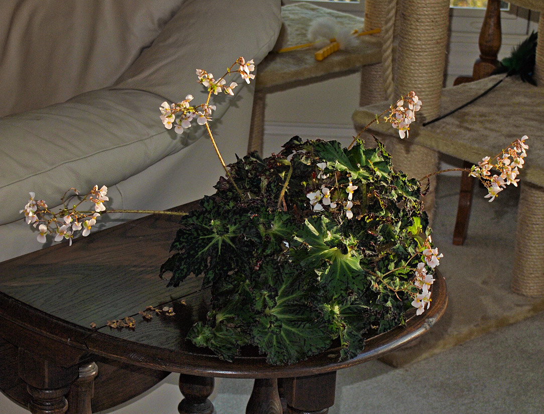 P4173200 eyelash begonia
