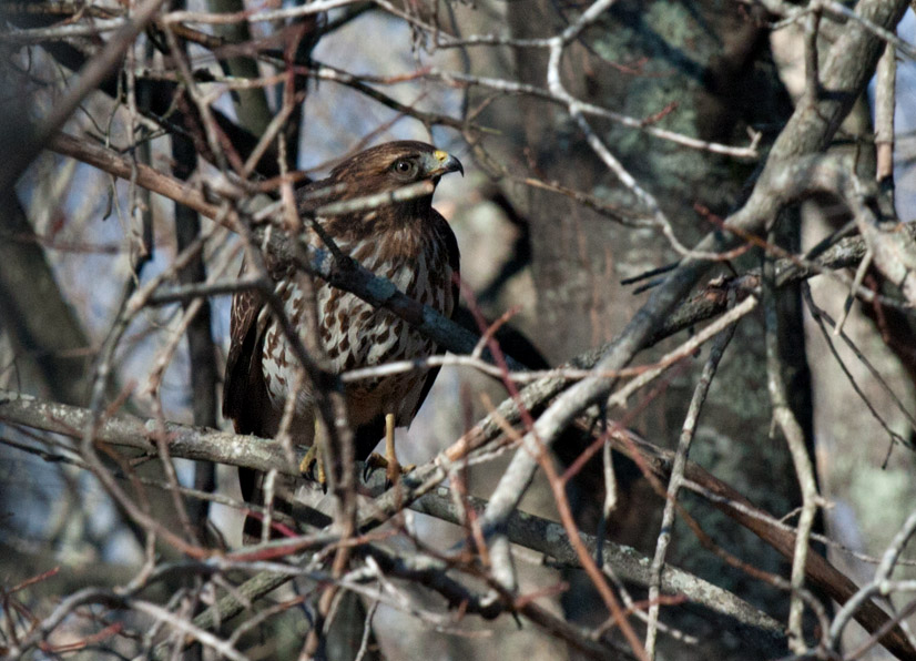 _MG_3086 First Hawk