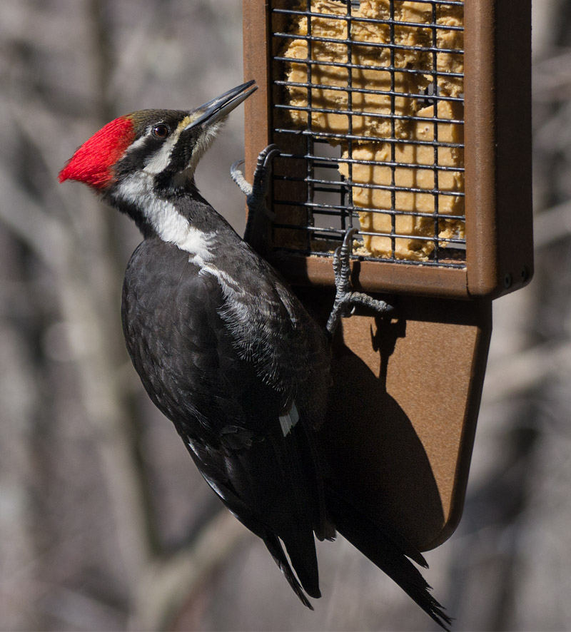 Female Pileated Woodpecker through Double Paned Tinted Glass