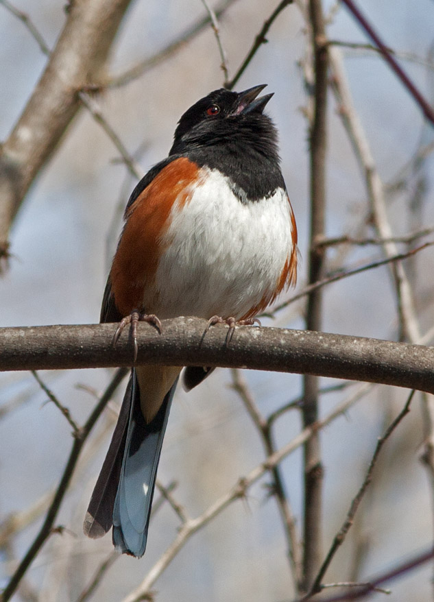 _MG_3331  Eastern Towhee