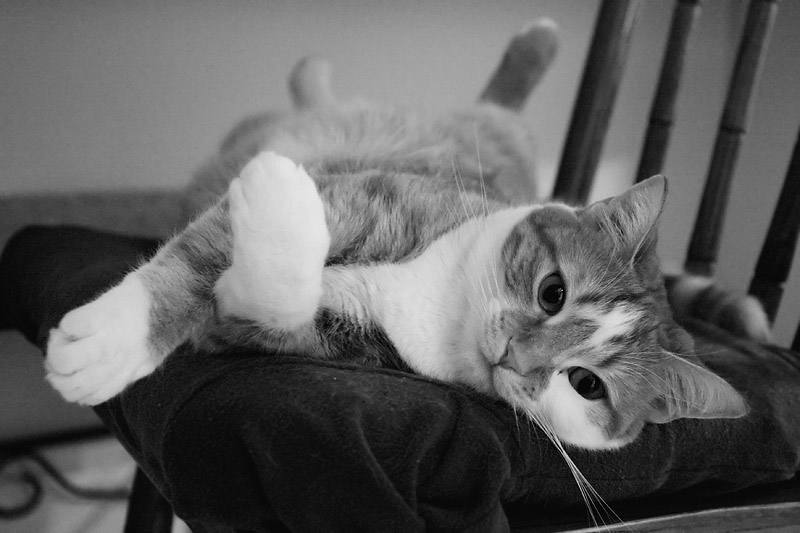 This cat just cracks me up!