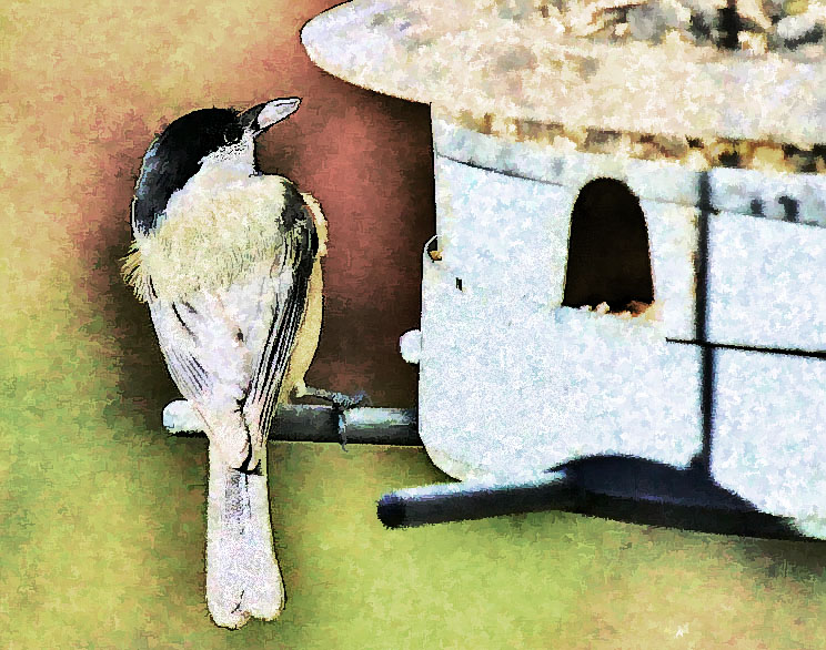 Chickadee - Listen!