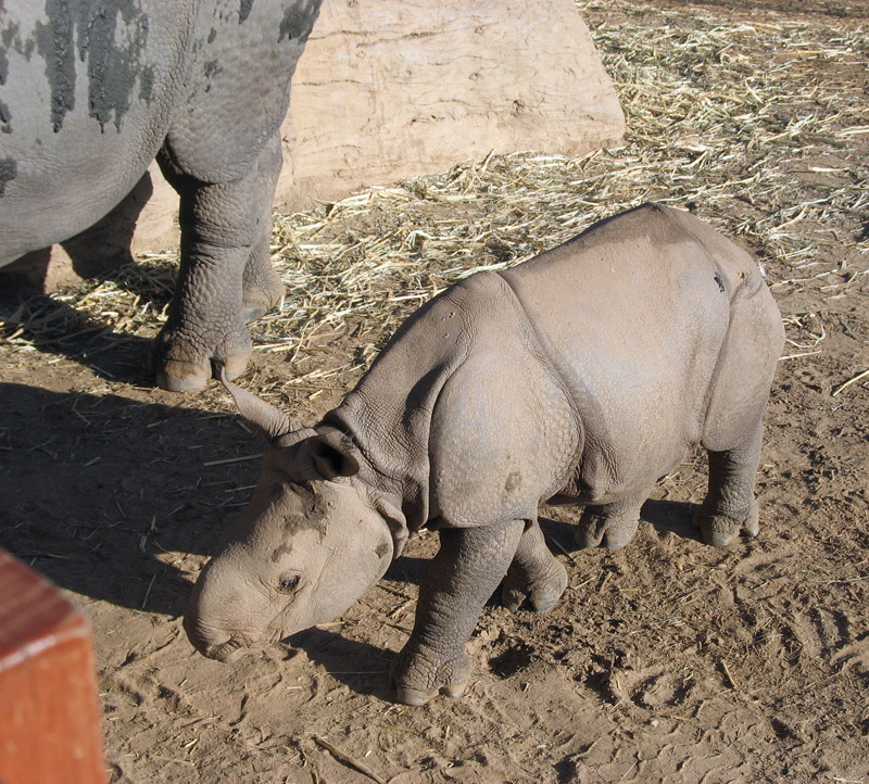 Baby near the truck