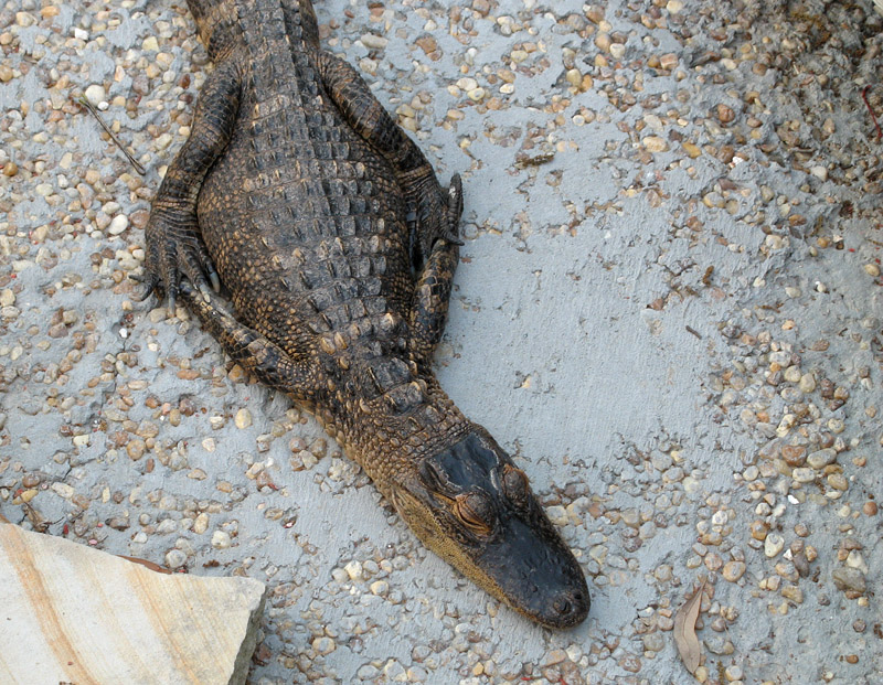 Sleeping Baby Alligator