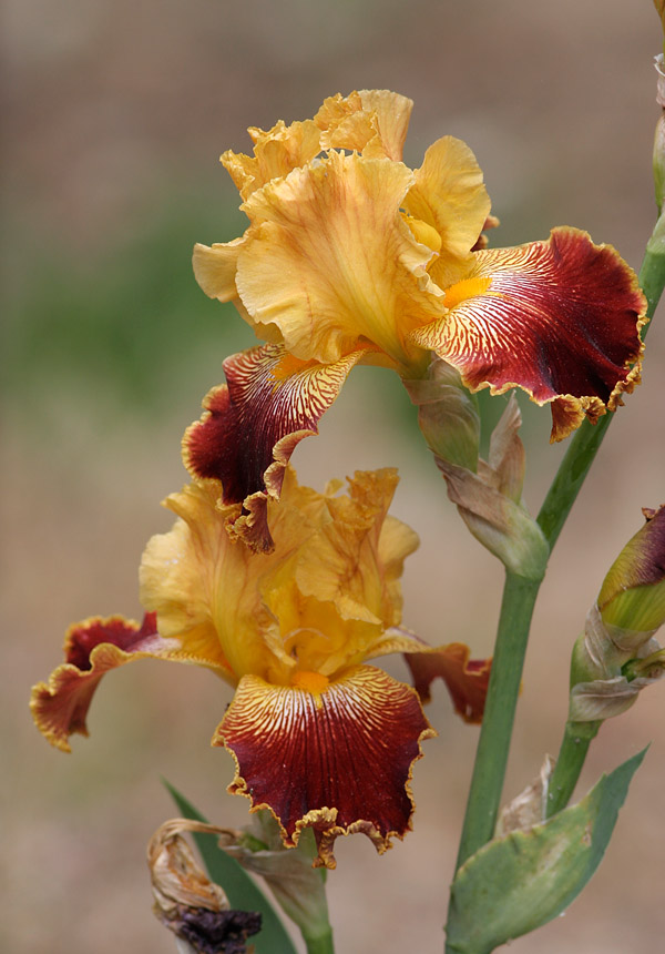 _MG_0560 Yellow and Maroon Iris